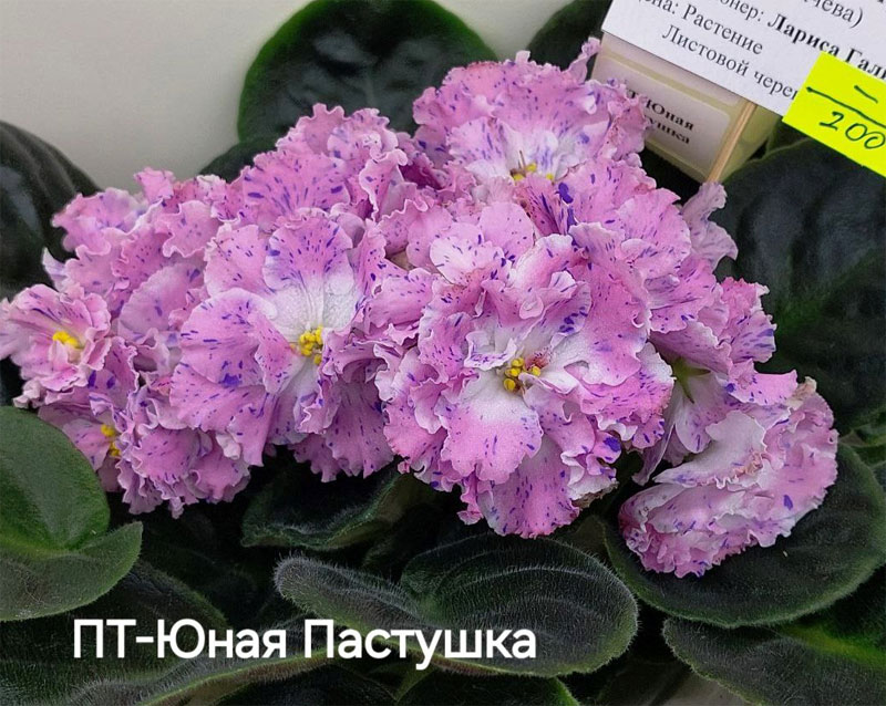 галицкая_пт-юная-пастушка.jpg