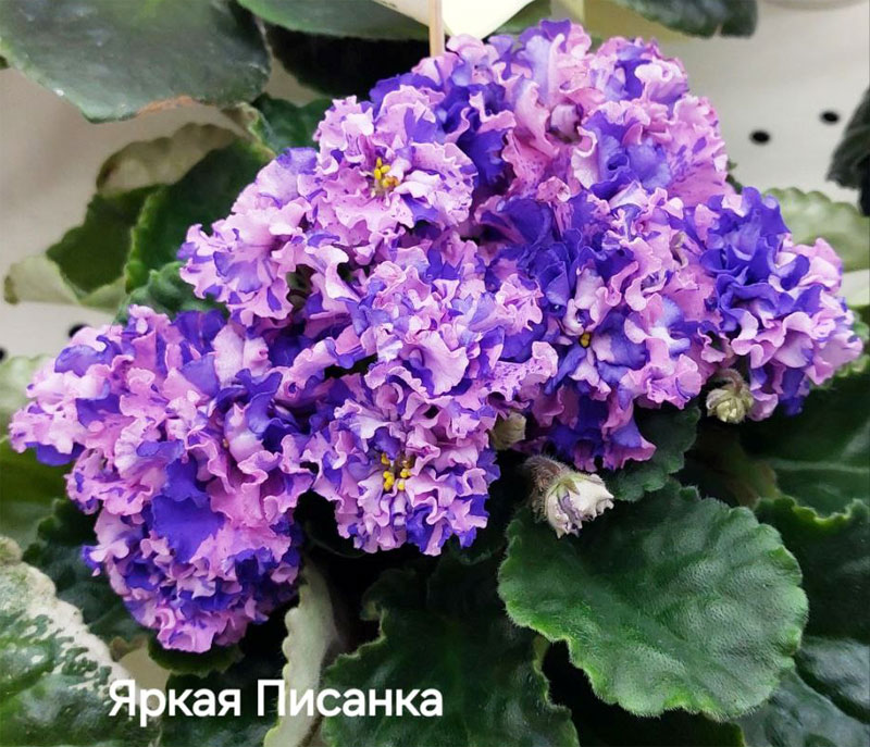 галицкая_яркая-писанка.jpg