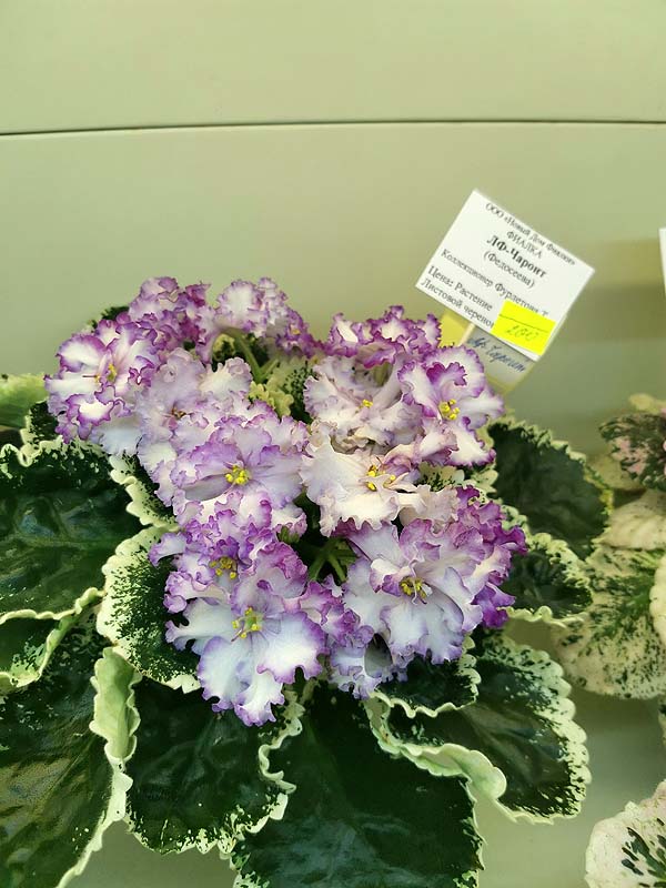 IMG_20240624_170120.jpg