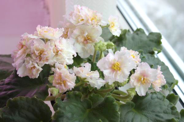 Sunkissed Rose.jpg