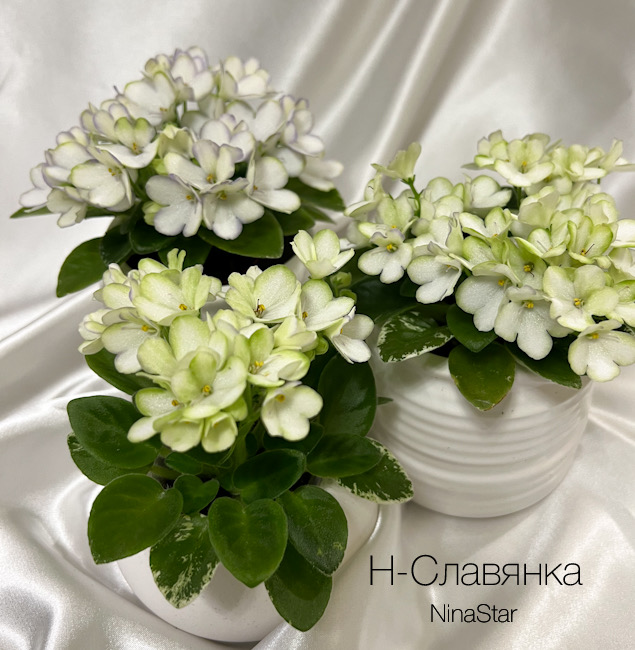 Н-Славянка