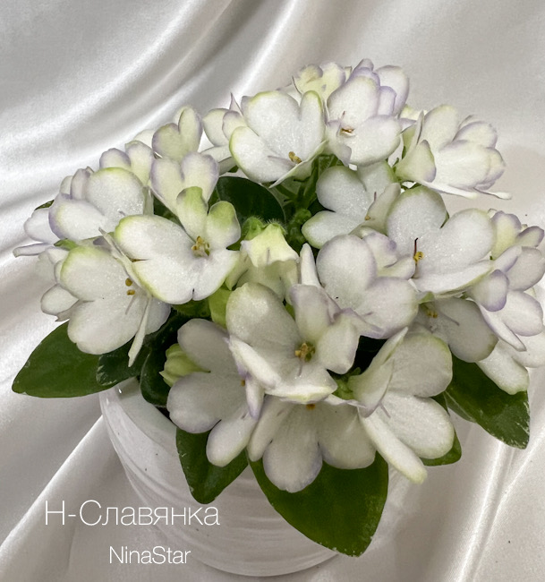 Н-Славянка