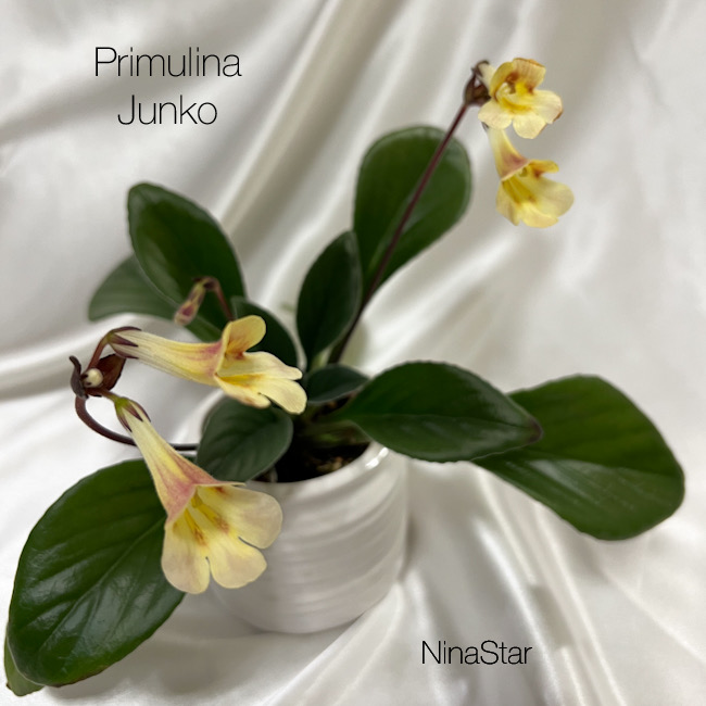 Примулина Junko