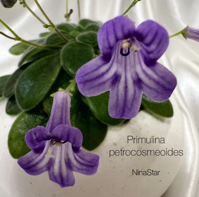 Примулина petrocosmeoides