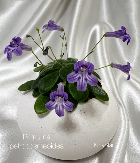 Примулина petrocosmeoides