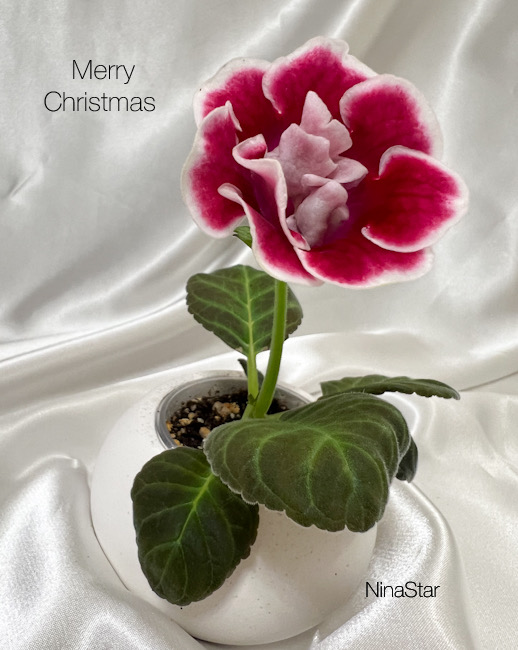 Миниглоксиния Merry Christmas