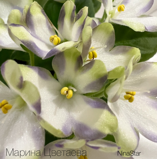 Марина Цветаева
