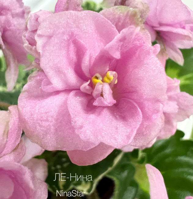 ЛЕ-Нина