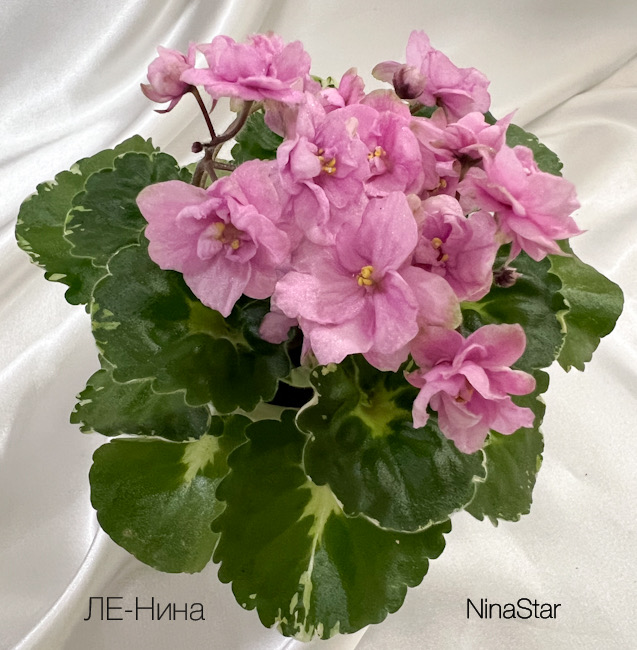 ЛЕ-Нина