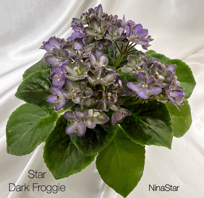 Star Dark Froggie