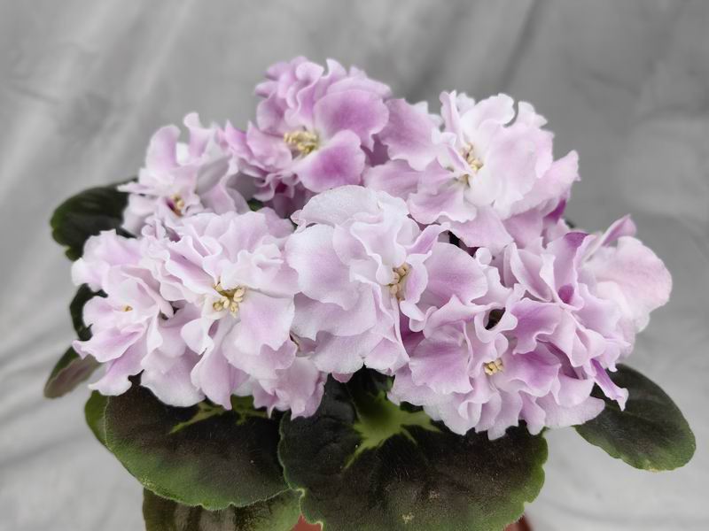 РС-Мастерица.jpg