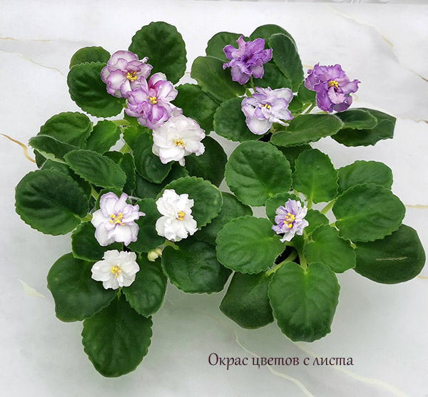 Конфи8.jpg