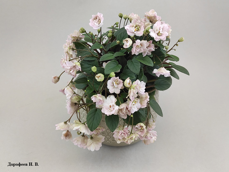 Pink Mint