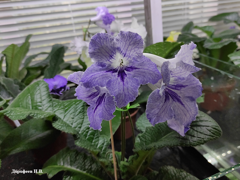 Viola