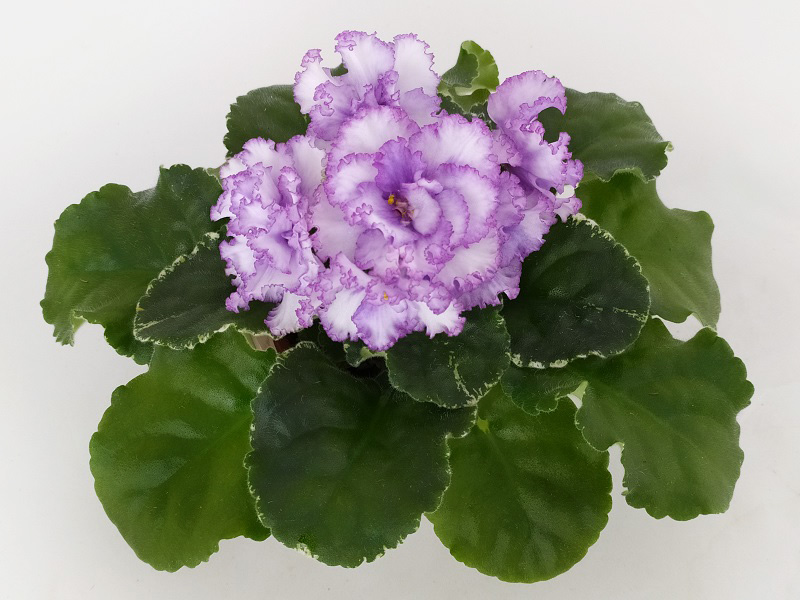КО-Северное Море.jpg