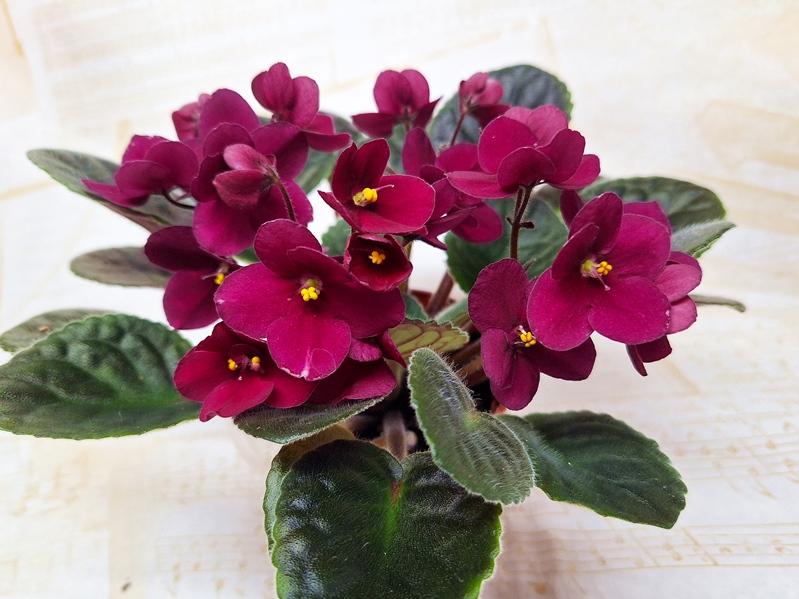 LC's Raspberry Whisper-спорт.jpg
