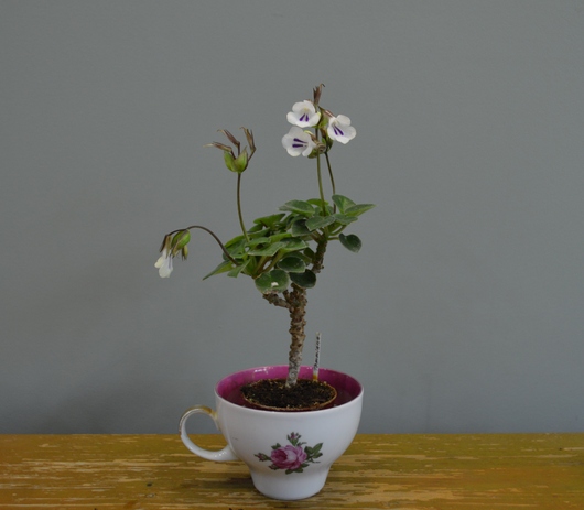 Deinostigma tamiana (Primulina tamiana)