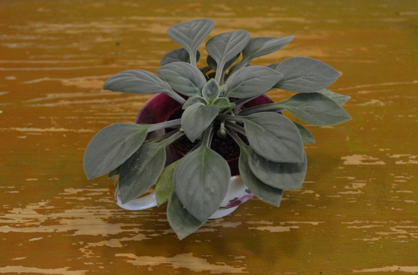 Primulina baishouensis