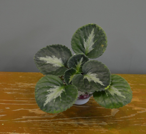Primulina Brassicoides Marble leaf