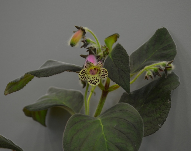 Kohleria warszewiczii - видовая колерия