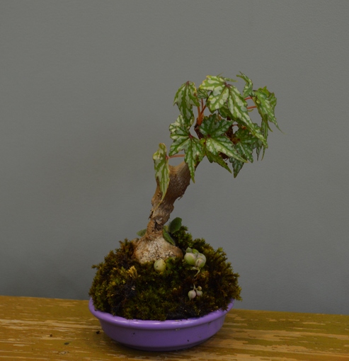Begonia dregei