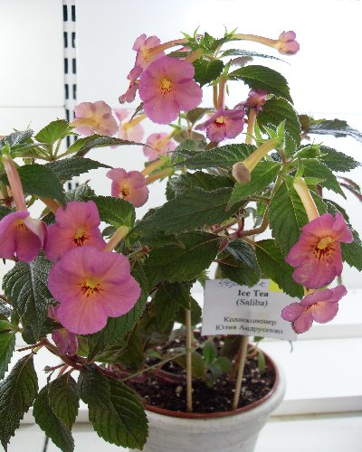 SDC13328.JPG