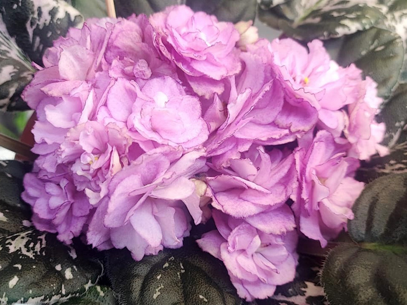 Rebel's Satin Rose. Дорофеев Н..jpg