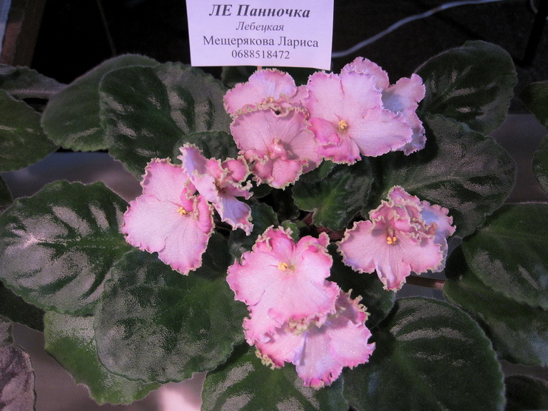 IMG_3836.jpg