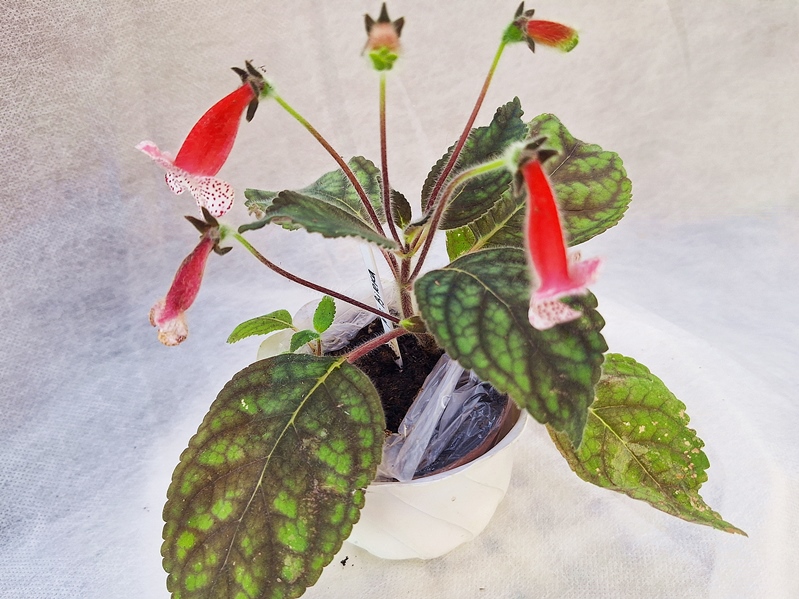 Kohleria Ni`s Birka.jpg