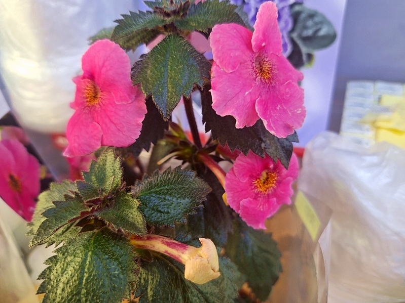 Ахименес 'Arletta Pink'.jpg