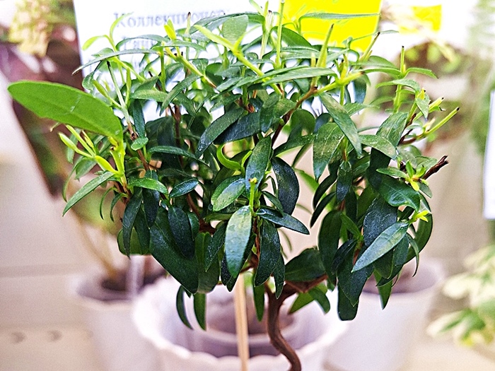 Мирт Luma APICULATA.jpg