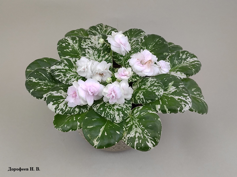 Watermalon Snow