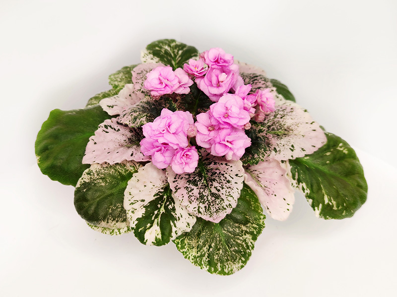 Rose Bouquet.jpg