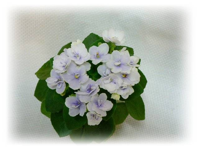 Jolly Orchid .jpg