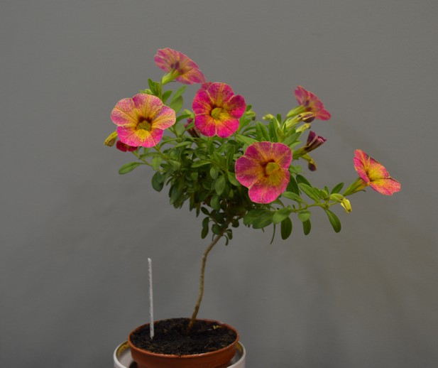 Калибрахоа Chameleon “Tart Deco”