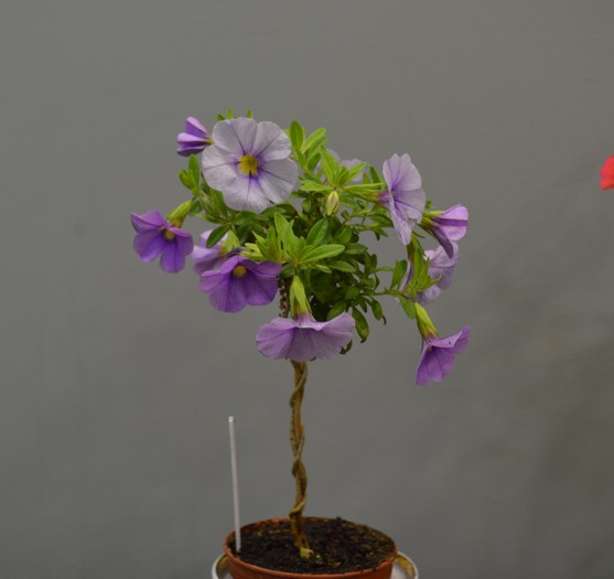 Калибрахоа Aloha Kona Tiki Blue Sky