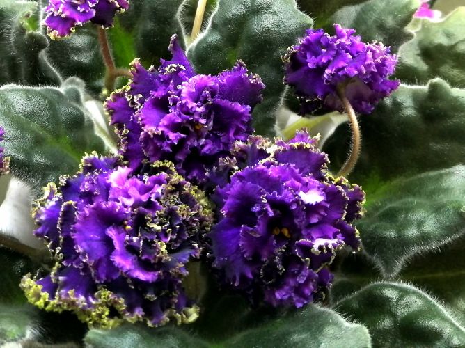 Purple Passion.jpg