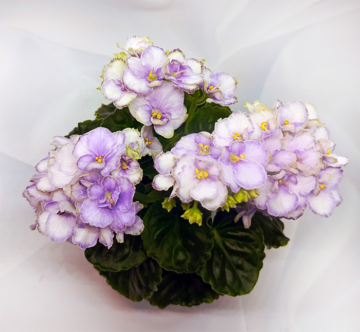 hunters_gimme_some_sugar.jpg