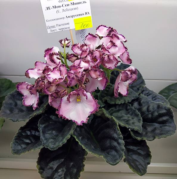 ЛЕ_Мон_Сен_Мишель.jpg