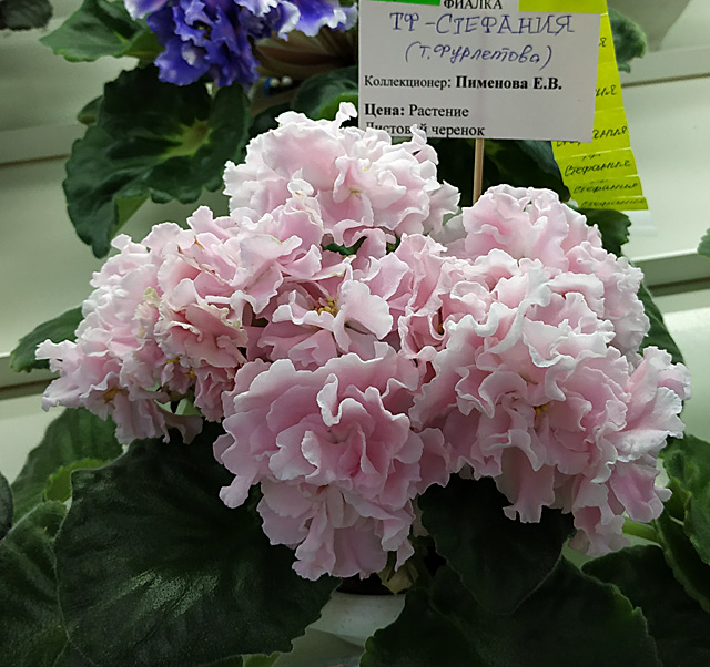 IMG_20240831_114049.jpg