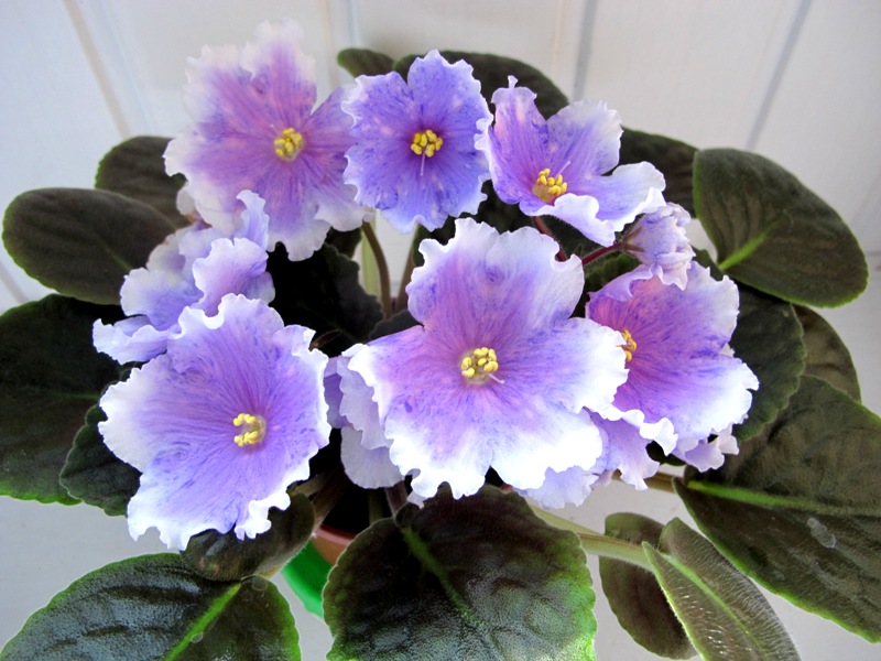 ЕЛ-Летний Дождь.JPG