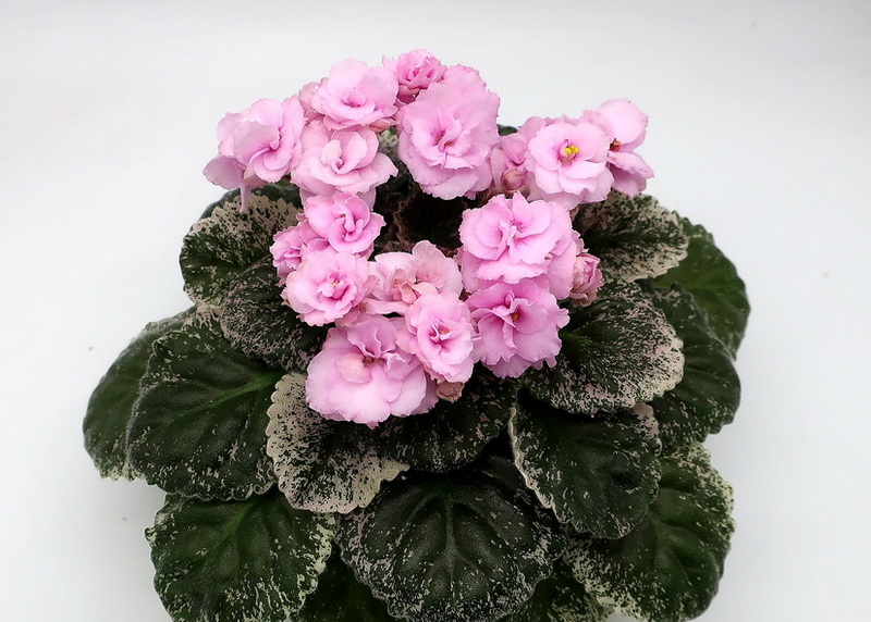 Rose Bouquet.jpg