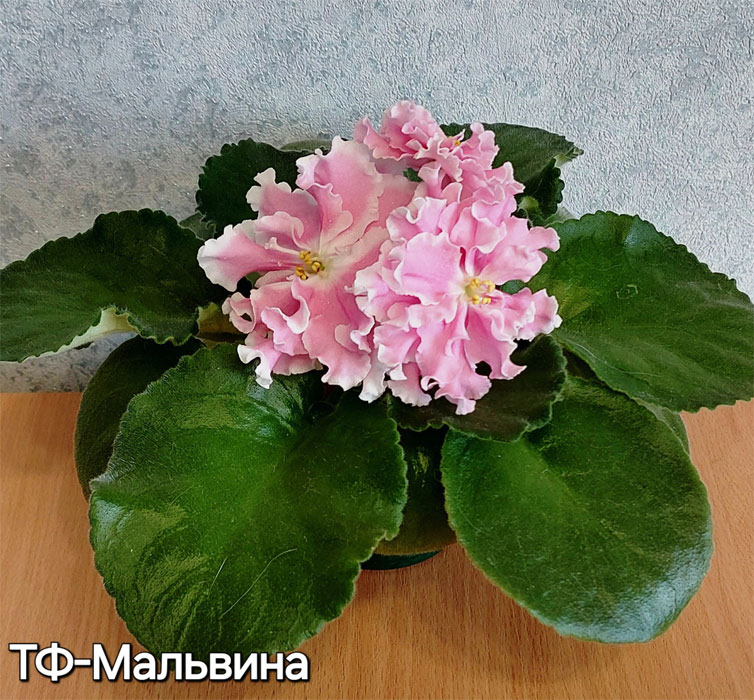 тф-мальвина.jpg