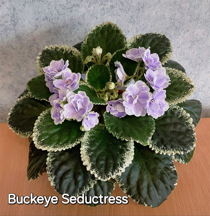 buckeye-seductress.jpg