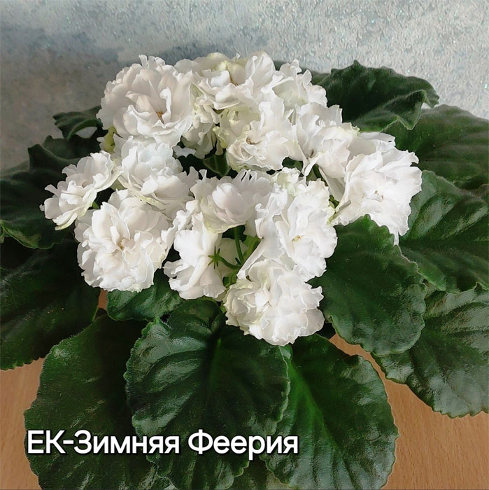 ек-зимняя-феерия.jpg