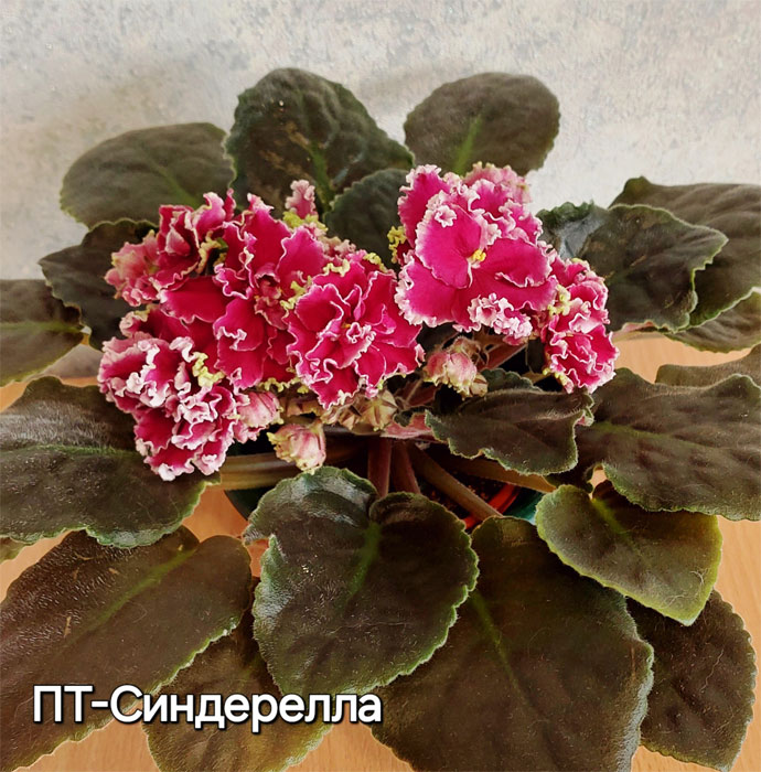 пт-синдерелла.jpg