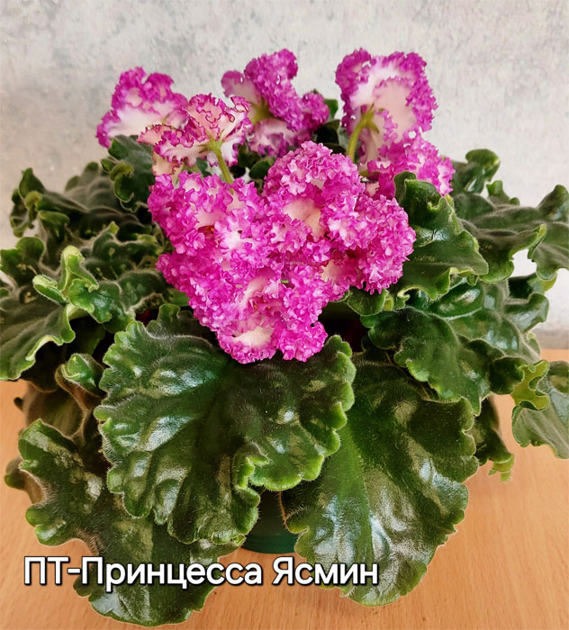 пт-принцесса-ясмин.jpg