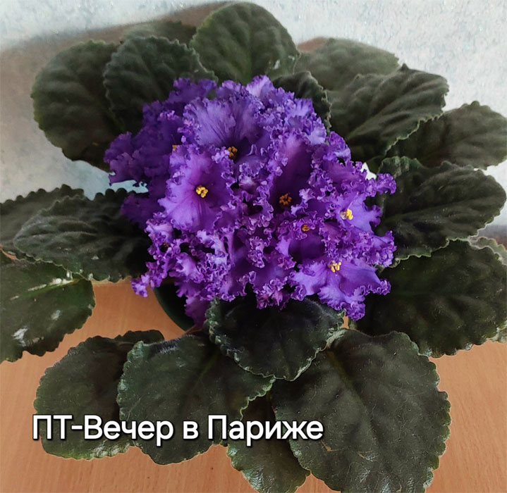пт-вечер-в-париже.jpg