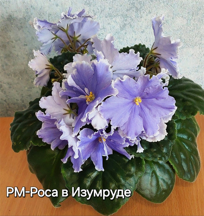 рм-роса-в-изумруде.jpg