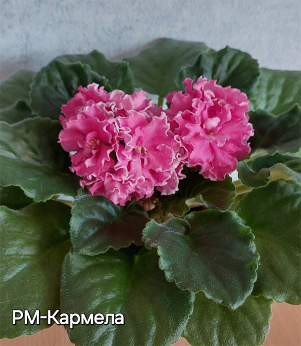 рм-кармела.jpg